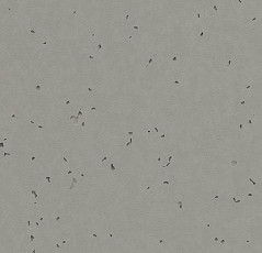 Линолеум Forbo Sphera Energetic 50212 elephant фото 1 | FLOORDEALER